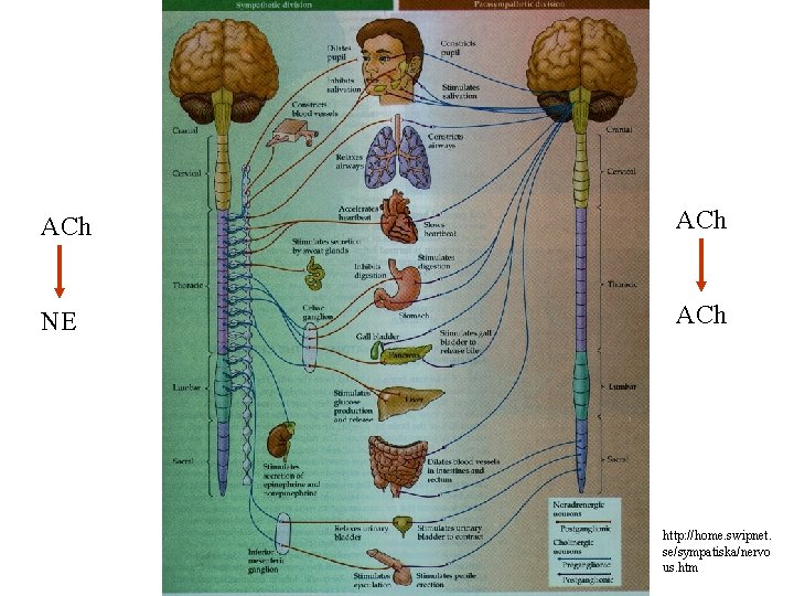 ACh NE ACh http: //home. swipnet. se/sympatiska/nervo us. htm 