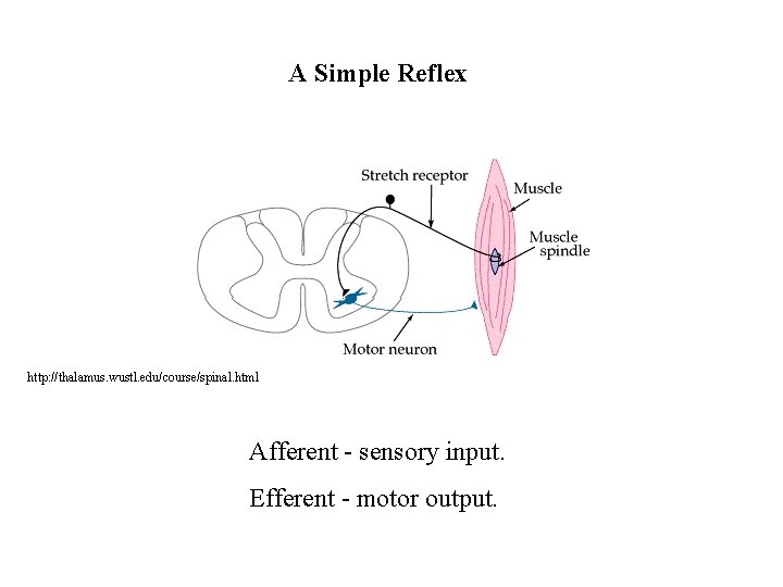 A Simple Reflex http: //thalamus. wustl. edu/course/spinal. html Afferent - sensory input. Efferent -