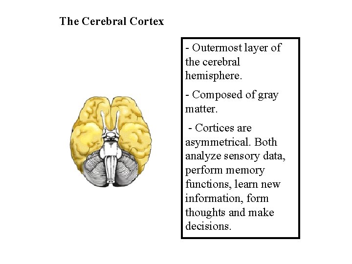 The Cerebral Cortex - Outermost layer of the cerebral hemisphere. - Composed of gray