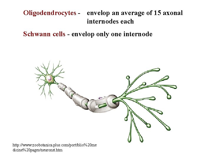 Oligodendrocytes - envelop an average of 15 axonal internodes each Schwann cells - envelop