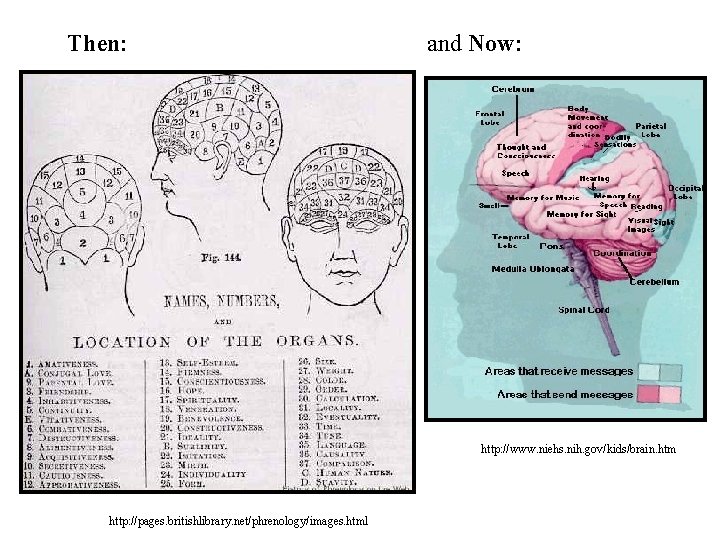 Then: and Now: http: //www. niehs. nih. gov/kids/brain. htm http: //pages. britishlibrary. net/phrenology/images. html