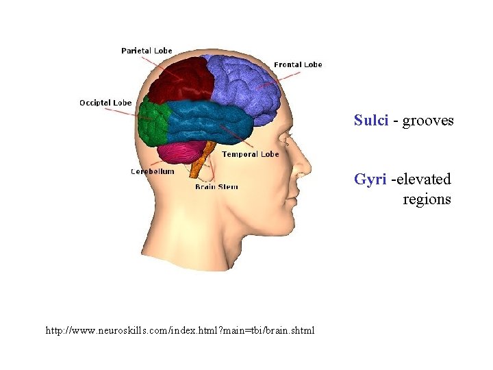 Sulci - grooves Gyri -elevated regions http: //www. neuroskills. com/index. html? main=tbi/brain. shtml 