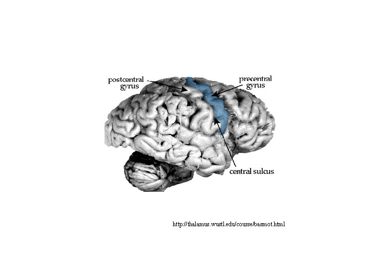 http: //thalamus. wustl. edu/course/basmot. html 