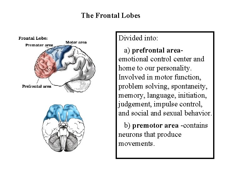 The Frontal Lobes Divided into: a) prefrontal areaemotional control center and home to our