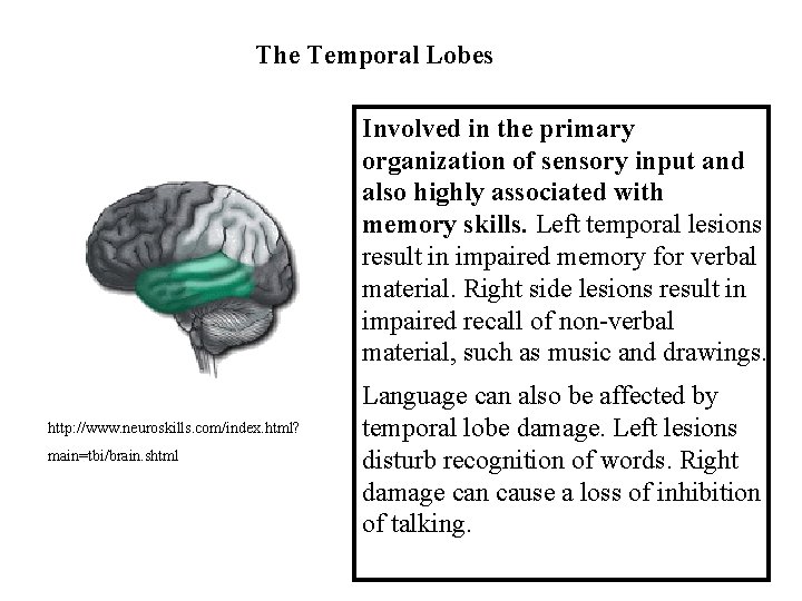 The Temporal Lobes Involved in the primary organization of sensory input and also highly