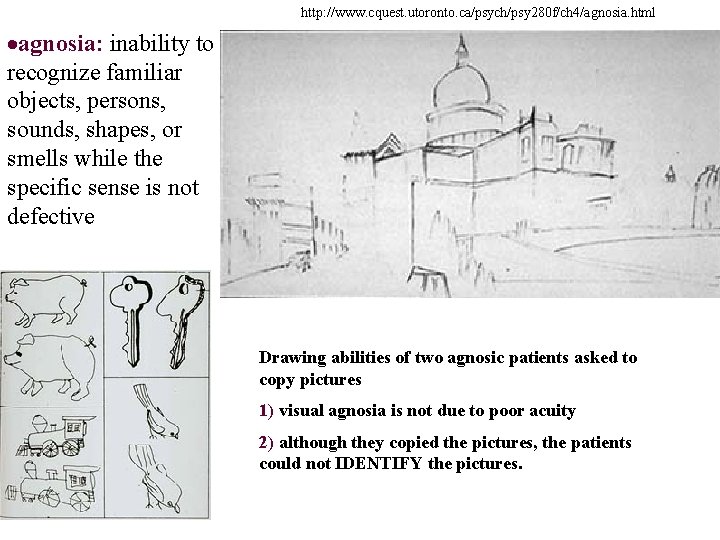 http: //www. cquest. utoronto. ca/psych/psy 280 f/ch 4/agnosia. html ·agnosia: inability to recognize familiar