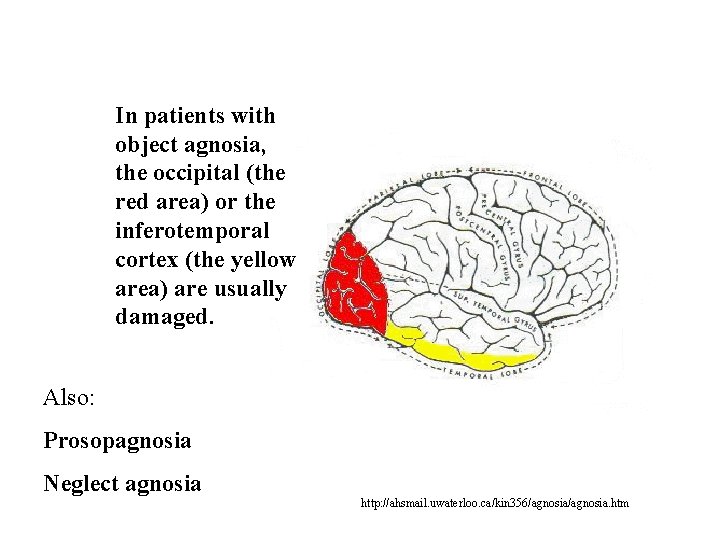 In patients with object agnosia, the occipital (the red area) or the inferotemporal cortex