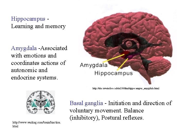 Hippocampus Learning and memory Amygdala -Associated with emotions and coordinates actions of autonomic and