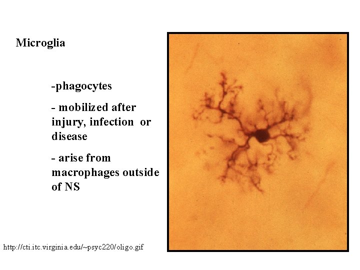 Microglia -phagocytes - mobilized after injury, infection or disease - arise from macrophages outside