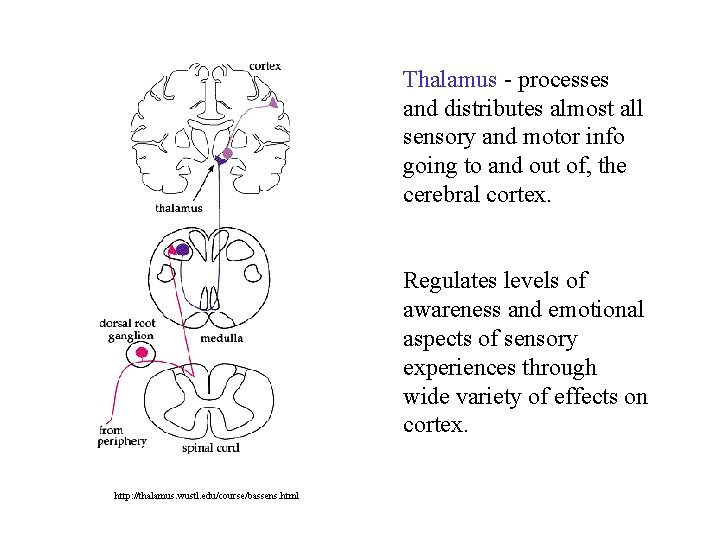 Thalamus - processes and distributes almost all sensory and motor info going to and