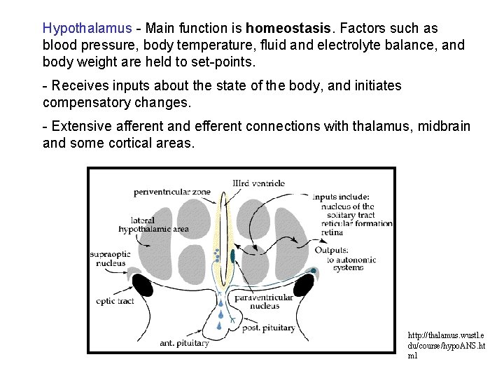 Hypothalamus - Main function is homeostasis. Factors such as blood pressure, body temperature, fluid