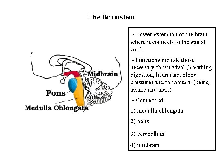 The Brainstem - Lower extension of the brain where it connects to the spinal