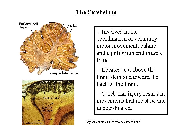 The Cerebellum - Involved in the coordination of voluntary motor movement, balance and equilibrium