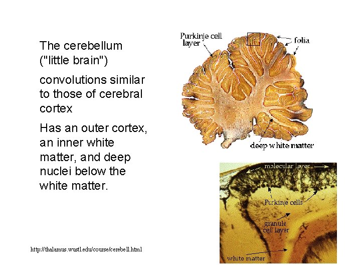 The cerebellum ("little brain") convolutions similar to those of cerebral cortex Has an outer