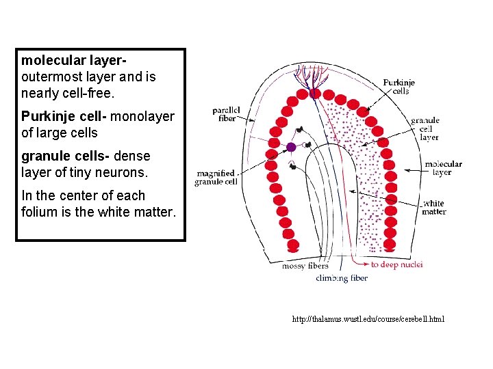 molecular layeroutermost layer and is nearly cell-free. Purkinje cell- monolayer of large cells granule