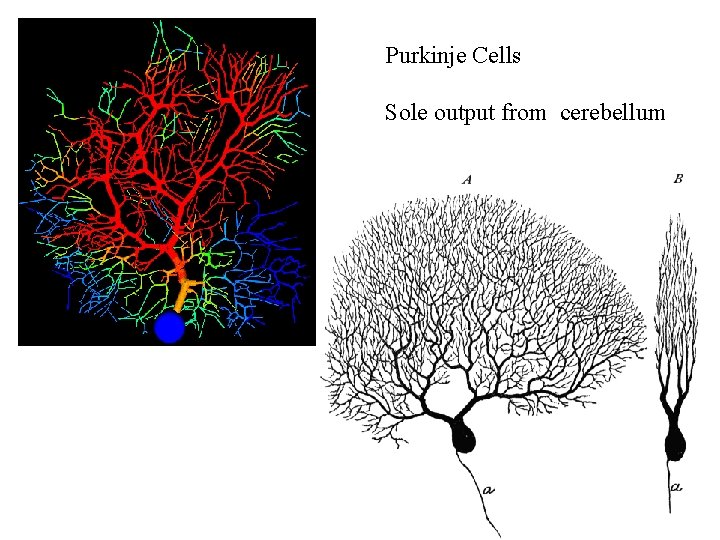 Purkinje Cells Sole output from cerebellum 