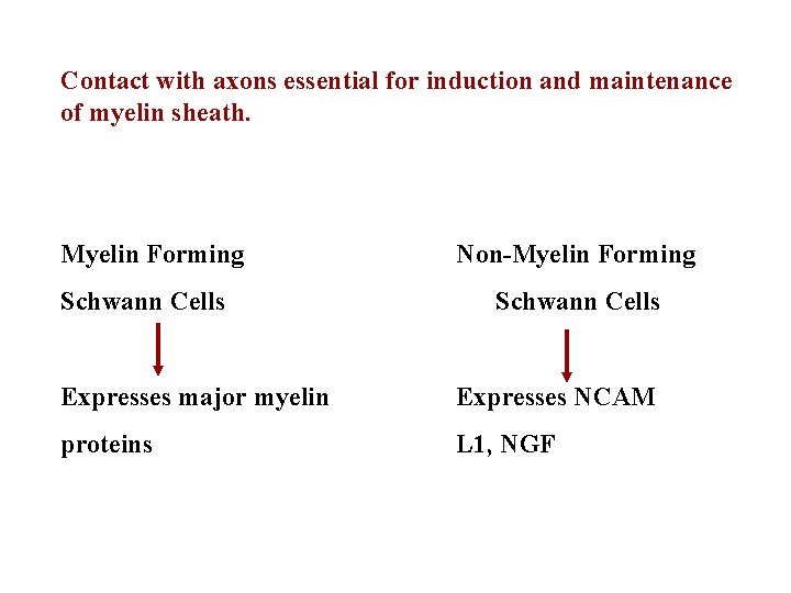 Contact with axons essential for induction and maintenance of myelin sheath. Myelin Forming Schwann