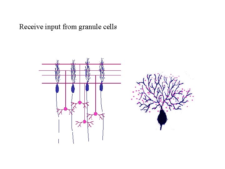 Receive input from granule cells 