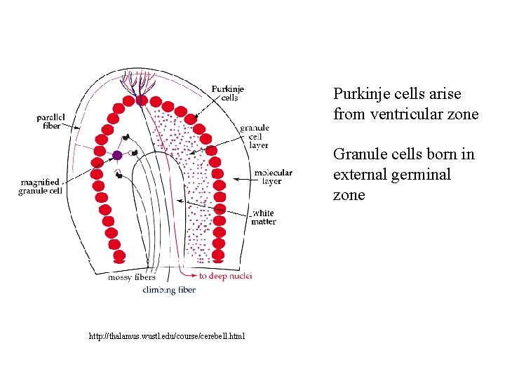 Purkinje cells arise from ventricular zone Granule cells born in external germinal zone http: