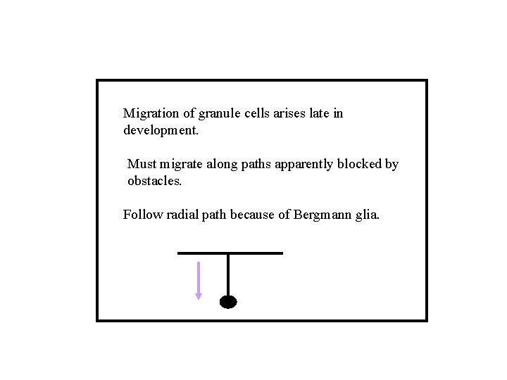 Migration of granule cells arises late in development. Must migrate along paths apparently blocked