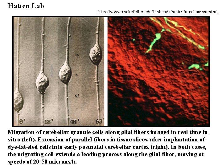 Hatten Lab http: //www. rockefeller. edu/labheads/hatten/mechanism. html Migration of cerebellar granule cells along glial