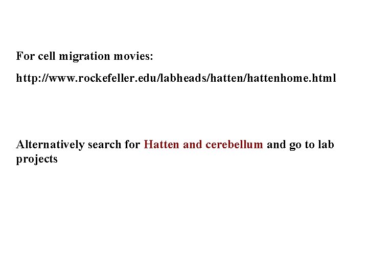 For cell migration movies: http: //www. rockefeller. edu/labheads/hattenhome. html Alternatively search for Hatten and