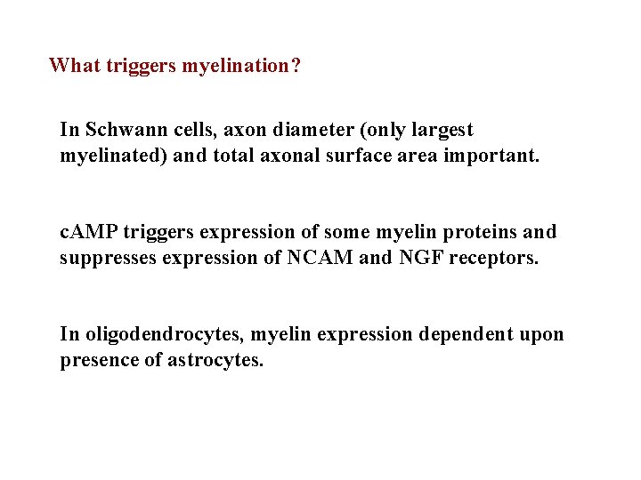 What triggers myelination? In Schwann cells, axon diameter (only largest myelinated) and total axonal