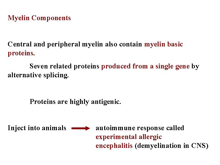 Myelin Components Central and peripheral myelin also contain myelin basic proteins. Seven related proteins