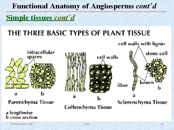 Functional Anatomy of Angiosperms cont’d Simple tissues cont’d 29 November 2020 EJDB 10 Functional Anatomy of Angiosperms cont’d Simple tissues cont’d 29 November 2020 EJDB 10