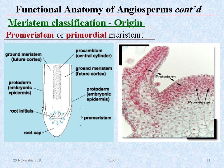 Functional Anatomy of Angiosperms cont’d Meristem classification - Origin Promeristem or primordial meristem: 29 Functional Anatomy of Angiosperms cont’d Meristem classification - Origin Promeristem or primordial meristem: 29