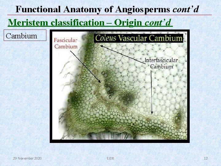 Functional Anatomy of Angiosperms cont’d Meristem classification – Origin cont’d Cambium 29 November 2020 Functional Anatomy of Angiosperms cont’d Meristem classification – Origin cont’d Cambium 29 November 2020