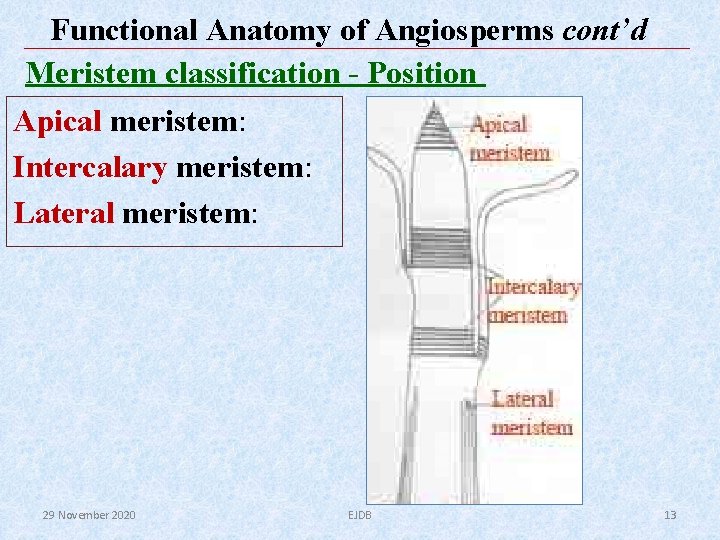 Functional Anatomy of Angiosperms cont’d Meristem classification - Position Apical meristem: Intercalary meristem: Lateral Functional Anatomy of Angiosperms cont’d Meristem classification - Position Apical meristem: Intercalary meristem: Lateral