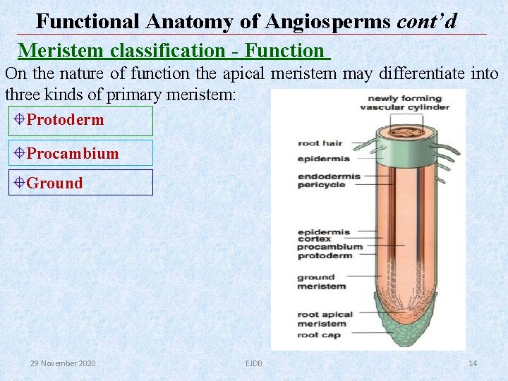 Functional Anatomy of Angiosperms cont’d Meristem classification - Function On the nature of function Functional Anatomy of Angiosperms cont’d Meristem classification - Function On the nature of function