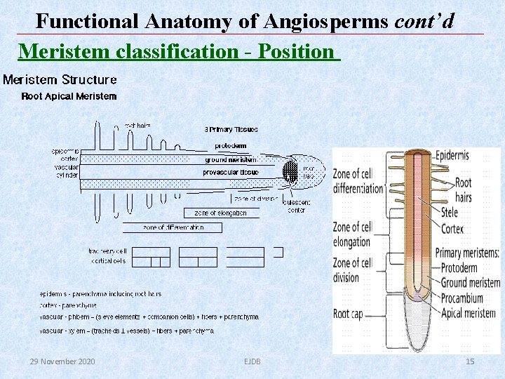 Functional Anatomy of Angiosperms cont’d Meristem classification - Position 29 November 2020 EJDB 15 Functional Anatomy of Angiosperms cont’d Meristem classification - Position 29 November 2020 EJDB 15