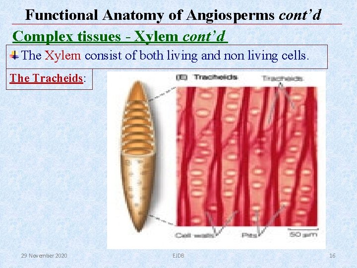 Functional Anatomy of Angiosperms cont’d Complex tissues - Xylem cont’d The Xylem consist of Functional Anatomy of Angiosperms cont’d Complex tissues - Xylem cont’d The Xylem consist of