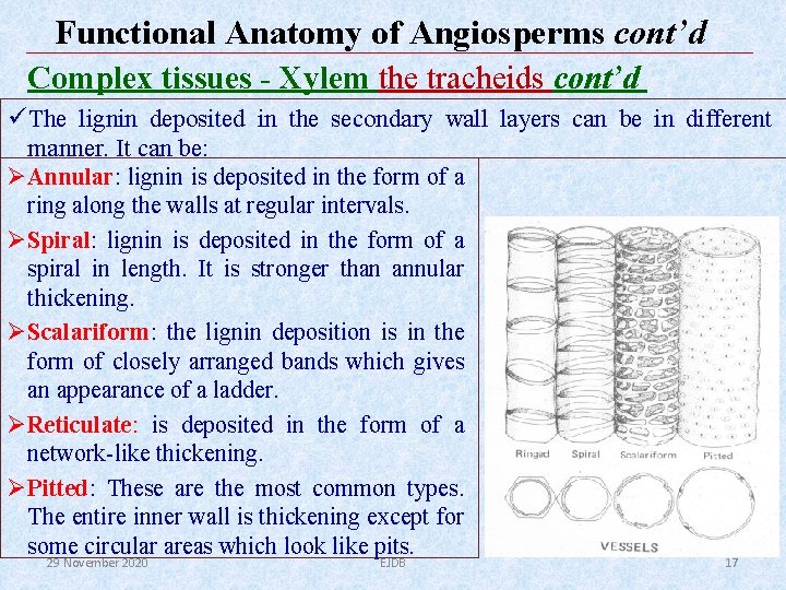 Functional Anatomy of Angiosperms cont’d Complex tissues - Xylem the tracheids cont’d üThe lignin Functional Anatomy of Angiosperms cont’d Complex tissues - Xylem the tracheids cont’d üThe lignin