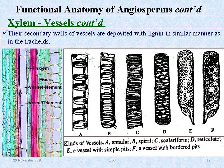 Functional Anatomy of Angiosperms cont’d Xylem - Vessels cont’d ü Their secondary walls of Functional Anatomy of Angiosperms cont’d Xylem - Vessels cont’d ü Their secondary walls of