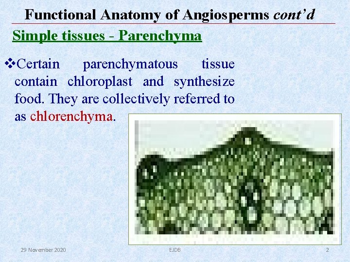 Functional Anatomy of Angiosperms cont’d Simple tissues - Parenchyma v. Certain parenchymatous tissue contain Functional Anatomy of Angiosperms cont’d Simple tissues - Parenchyma v. Certain parenchymatous tissue contain
