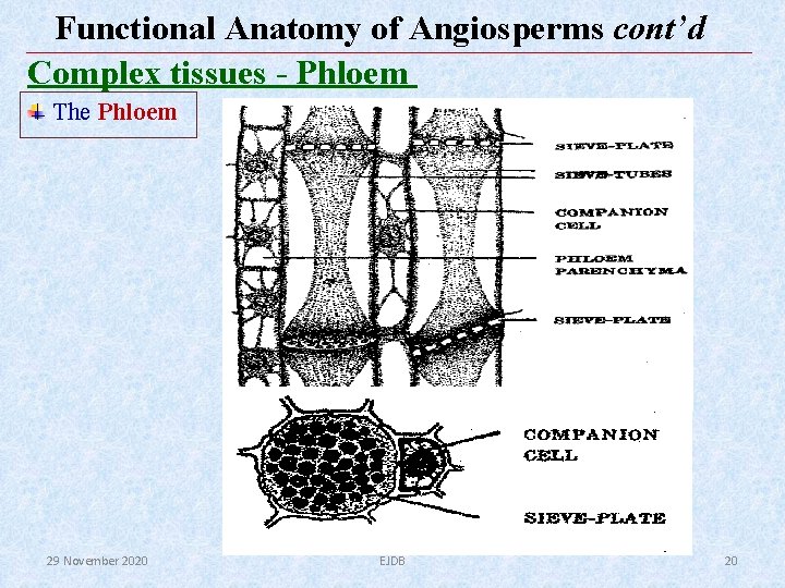 Functional Anatomy of Angiosperms cont’d Complex tissues - Phloem The Phloem 29 November 2020 Functional Anatomy of Angiosperms cont’d Complex tissues - Phloem The Phloem 29 November 2020