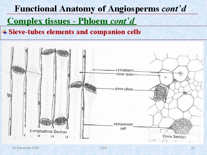 Functional Anatomy of Angiosperms cont’d Complex tissues - Phloem cont’d Sieve-tubes elements and companion Functional Anatomy of Angiosperms cont’d Complex tissues - Phloem cont’d Sieve-tubes elements and companion