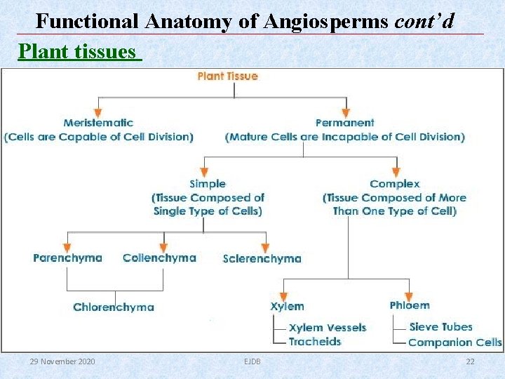 Functional Anatomy of Angiosperms cont’d Plant tissues 29 November 2020 EJDB 22 Functional Anatomy of Angiosperms cont’d Plant tissues 29 November 2020 EJDB 22