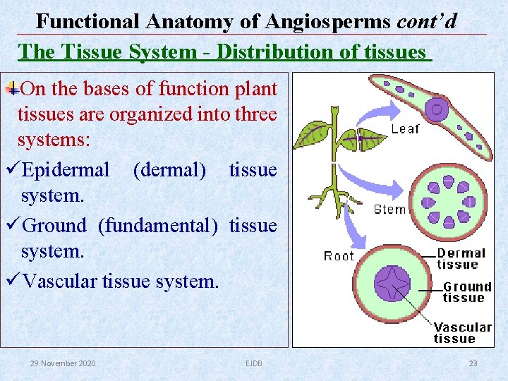 Functional Anatomy of Angiosperms cont’d The Tissue System - Distribution of tissues On the Functional Anatomy of Angiosperms cont’d The Tissue System - Distribution of tissues On the