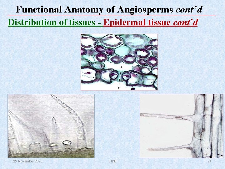 Functional Anatomy of Angiosperms cont’d Distribution of tissues - Epidermal tissue cont’d 29 November Functional Anatomy of Angiosperms cont’d Distribution of tissues - Epidermal tissue cont’d 29 November