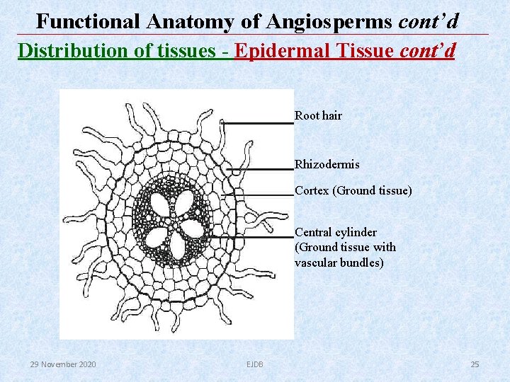 Functional Anatomy of Angiosperms cont’d Distribution of tissues - Epidermal Tissue cont’d Root hair Functional Anatomy of Angiosperms cont’d Distribution of tissues - Epidermal Tissue cont’d Root hair