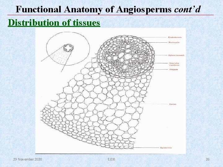 Functional Anatomy of Angiosperms cont’d Distribution of tissues 29 November 2020 EJDB 26 Functional Anatomy of Angiosperms cont’d Distribution of tissues 29 November 2020 EJDB 26