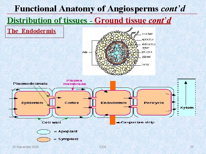 Functional Anatomy of Angiosperms cont’d Distribution of tissues - Ground tissue cont’d The Endodermis Functional Anatomy of Angiosperms cont’d Distribution of tissues - Ground tissue cont’d The Endodermis