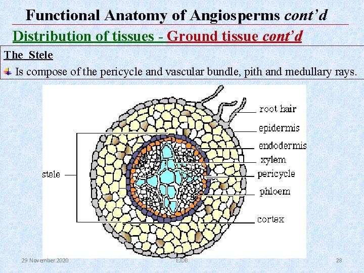 Functional Anatomy of Angiosperms cont’d Distribution of tissues - Ground tissue cont’d The Stele Functional Anatomy of Angiosperms cont’d Distribution of tissues - Ground tissue cont’d The Stele