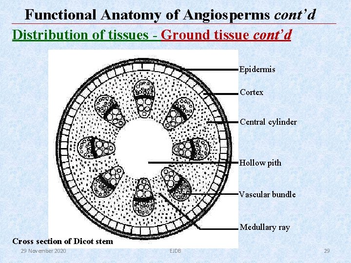 Functional Anatomy of Angiosperms cont’d Distribution of tissues - Ground tissue cont’d Epidermis Cortex Functional Anatomy of Angiosperms cont’d Distribution of tissues - Ground tissue cont’d Epidermis Cortex