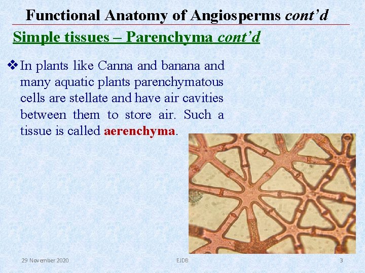 Functional Anatomy of Angiosperms cont’d Simple tissues – Parenchyma cont’d v In plants like Functional Anatomy of Angiosperms cont’d Simple tissues – Parenchyma cont’d v In plants like