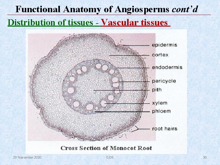 Functional Anatomy of Angiosperms cont’d Distribution of tissues - Vascular tissues 29 November 2020 Functional Anatomy of Angiosperms cont’d Distribution of tissues - Vascular tissues 29 November 2020